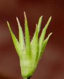  Calyx